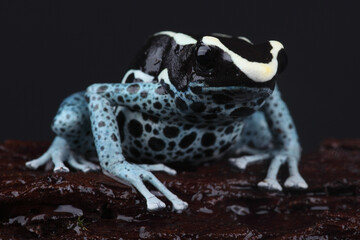 A Dyeing Dart Frog on a tree trunk
