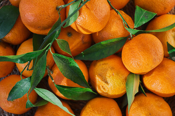 Fresh fruits mandarines or tangerines with leaves, top view. Farm harvest idea for background or...