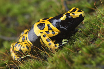 Portrait of a Yellow-banded Poison Dart Frog
