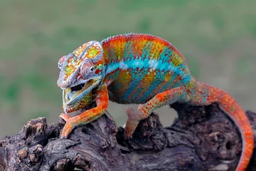 Fotobehang Beautiful of panther chameleon ambilobe, The panther chameleon on wood, © kuritafsheen