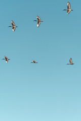 A flock of seagulls flying in the sky.