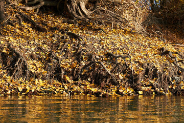 Yellow leaves on river bank. Beautiful autumnal scene. Autumn foliage background. View from water.