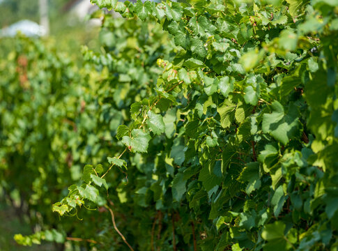 Vine in the summer ready to be harvested. Green leaves on vine in Romania.Great wines come from good vine and good soil. Dealu Mare best vine.