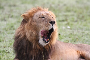 Plakat Portrait of a yawning lion with dark mane, closeup