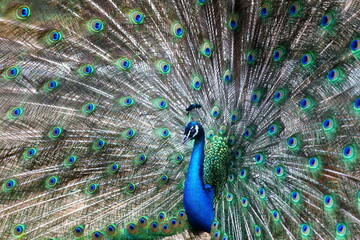 Naklejka premium 羽を広げたインドクジャク