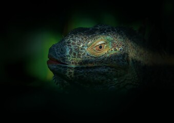 暗闇から見つめるグリーンイグアナ