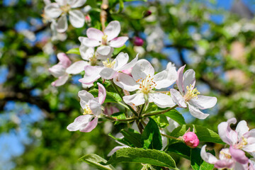 Close up of a branch with delicate white apple tree flowers in full bloom with blurred background in a garden in a sunny spring day, beautiful Japanese cherry blossoms floral background, sakura