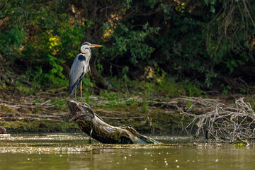 A grey heron in the wilderness of the Danube Delta in Romania