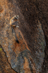 Ring-tailed Lemur - Lemur catta, beautiful lemur from Southern Madagascar forests, Anja reserve, Madagascar.