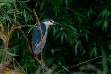 A Night Heron in the wilderness of the Danube Delta in Romania	
