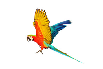 Fototapeta premium Colorful Harlequin macaw flying isolated on transparent background png file