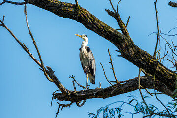 A grey heron in the wilderness of the Danube Delta in Romania