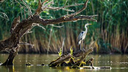 A grey heron in the wilderness of the Danube Delta in Romania