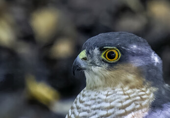 close up of a hawk