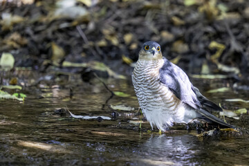 a hawk