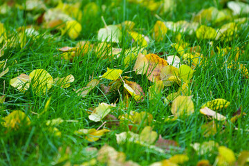 leafes on grass