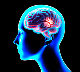 Obraz premium Section of a brain seen in profile, parts of the brain. Degenerative diseases, Parkinson, synapses, neurons, Alzheimer’s. Human anatomy, brain scan. Silhouette of a woman face on a black background