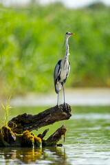 A grey heron in the wilderness of the Danube Delta in Romania