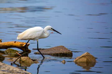 Little egret in the beach of Tisza river in Szeged