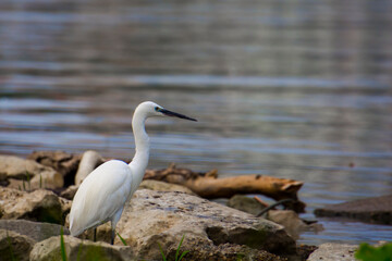 Little egret in the beach of Tisza river in Szeged