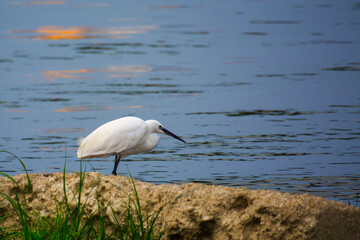 Little egret in the beach of Tisza river in Szeged