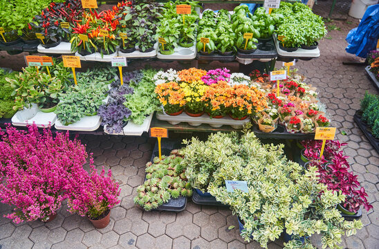 Plants and flowers in pots on sale at the market in Zagreb. High quality photo
