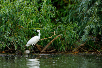 A little Egret is fishing in the Danube Delta