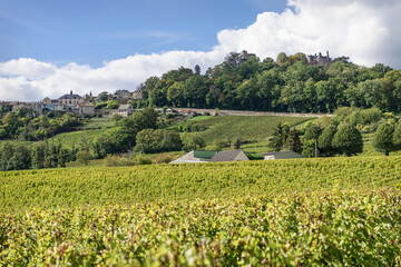 Vines growing on the slopes around Sancerre, France