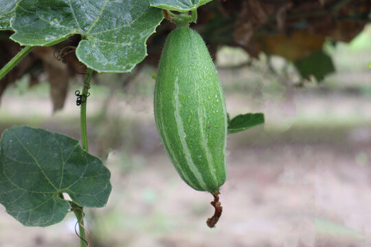 pointed gourd on tree in farm