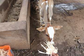 A person is feeding a small cow