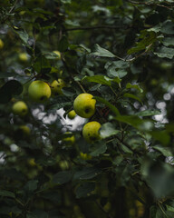 apples on tree