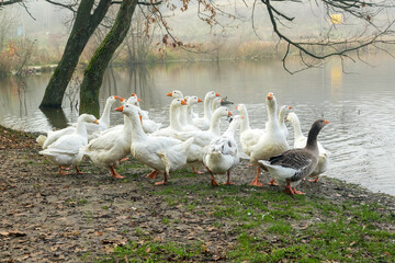 White and gray geese flock by the water. Agriculture. Flock of geese near the lake. Agriculture. Domestic geese near the pond
