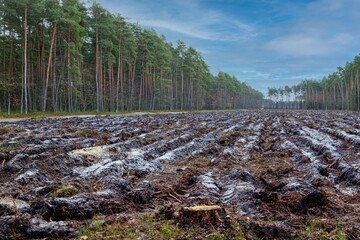 Wyręb w sosnowym lesie © KoLesfot