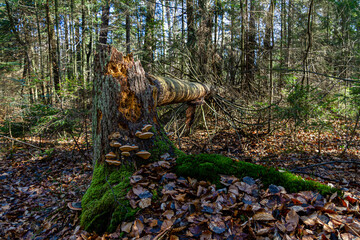 Powalone drzewo © KoLesfot