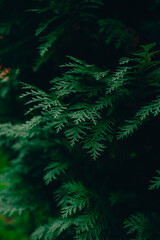 green fern in the night