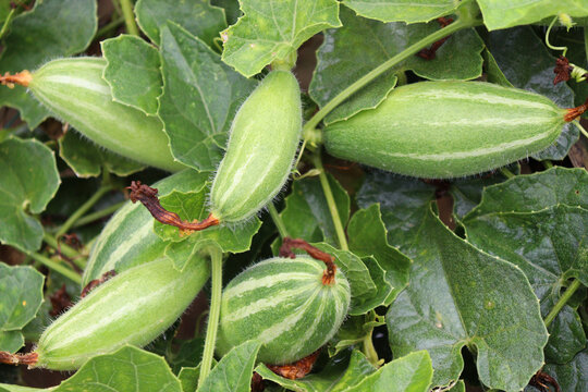 pointed gourd on tree in farm