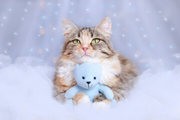 Merry Christmas. Cat lies with a blue teddy bear and looks at the camera. Christmas holidays and New Year concept. Kitten on a blue background with sparkling lights or stars. Xmas. Pet care. Snowflake
