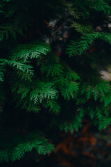 green forest in the morning