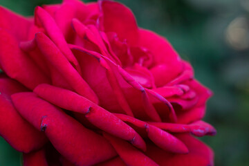 pink rose flower