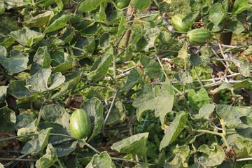 pointed gourd on tree in farm