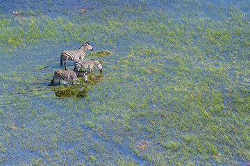 Aerial shot of a group of Zebras, Equus quagga chapmani, grazing in the Okavango delta, Botswana.