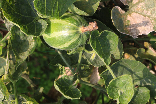 pointed gourd on tree in farm