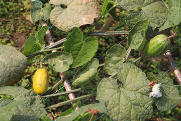 pointed gourd on tree in farm