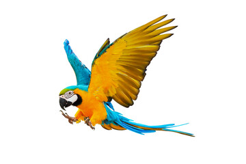Colorful Blue and gold macaw parrot isolated on transparent background png file