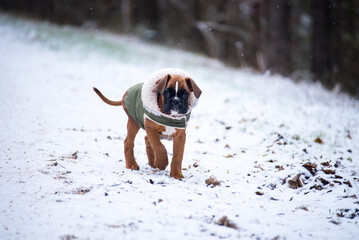 Deutscher Boxer im Schnee