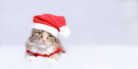 Kitten on a white background. Happy New Year. Merry Christmas. Web banner. Copy space. Cat in a Xmas red hat. Snowflake. Ready postcard 2023. Cat
in Santa costume looks at the camera. Greeting card