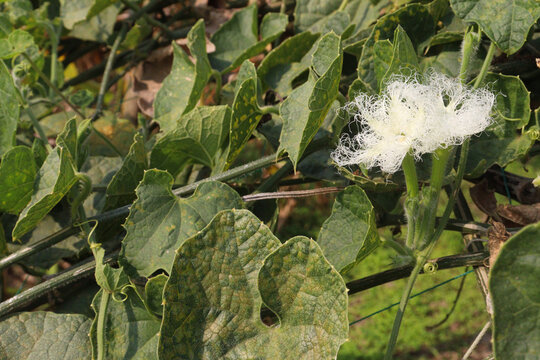 pointed gourd on tree in farm