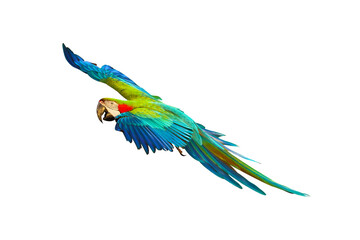 Colorful Harlequin macaw flying isolated on transparent background png file