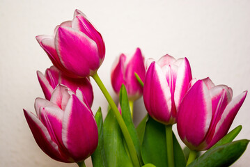 Cut flowers in a vase, bouquet of tulips set against a light background.