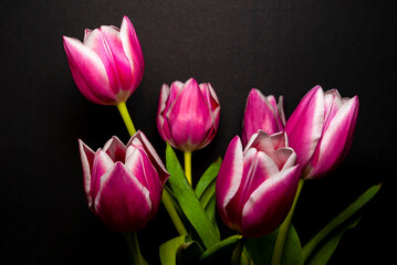 Cut flowers in a vase, bouquet of tulips set against a black background.